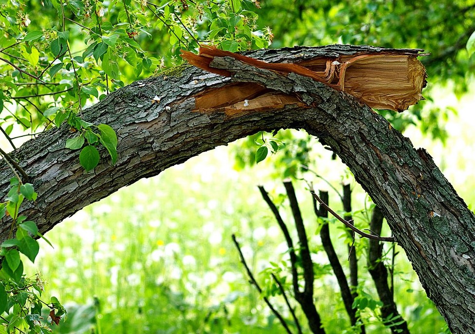 В Запорожской области из-за непогоды массово падают деревья (ФОТО, ВИДЕО)