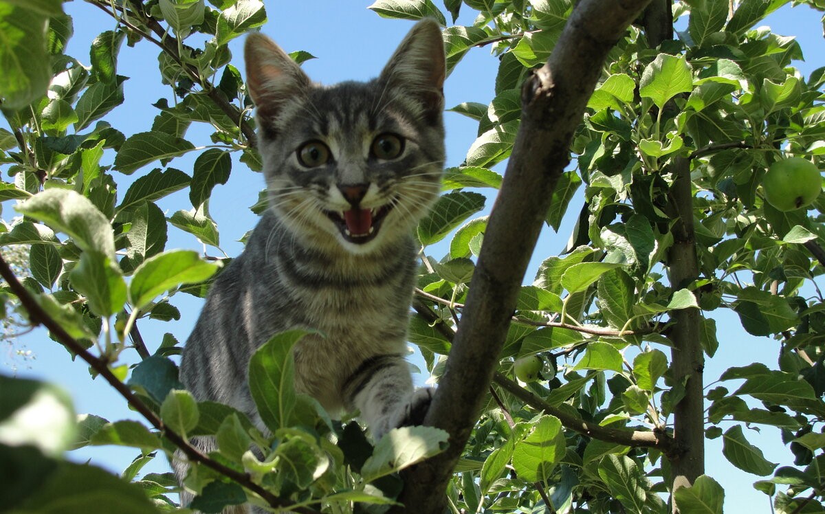 За один день в Запорожье спасатели сняли с высоких деревьев ребенка и кота  (ФОТО)