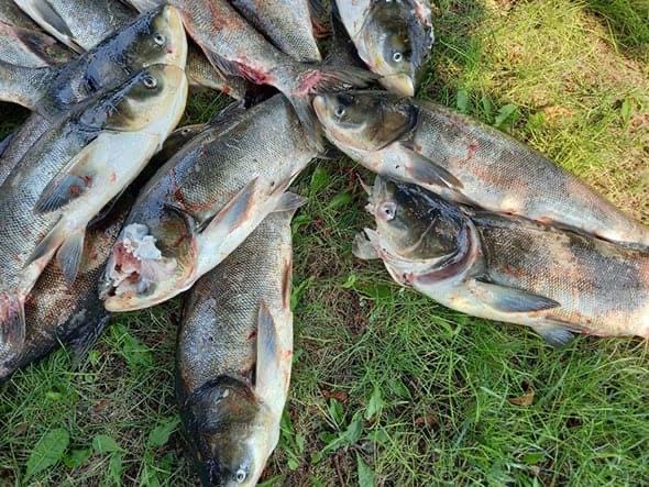 Рубленные раны, отсутствие частей тела: вблизи запорожской плотины – массовая гибель рыбы (ФОТО)