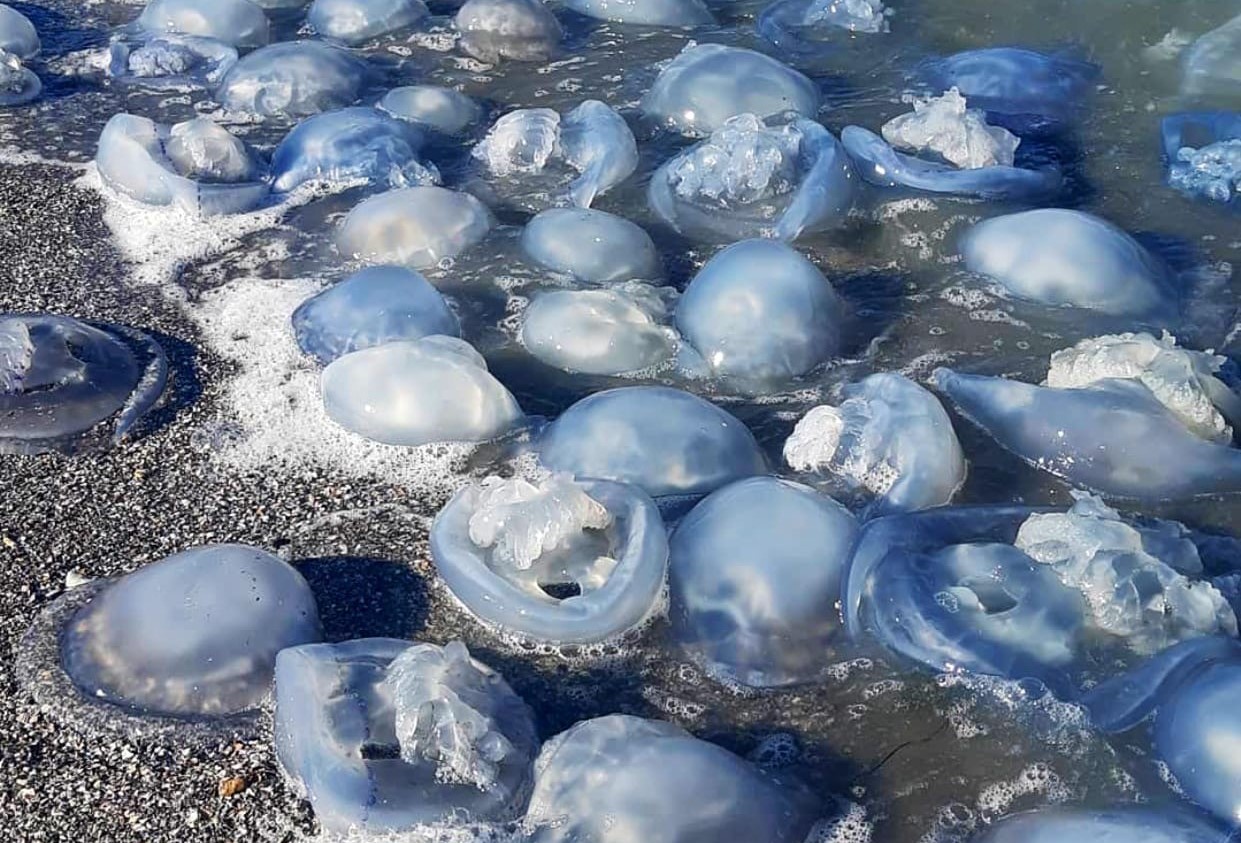 Ни сантиметра без медузы: отдыхающий показал побережье Азовского моря в Запорожской области с высоты (ВИДЕО)