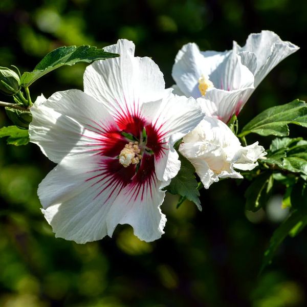 В ботаническом саду Запорожья цветут яркие гибискусы (ФОТО)