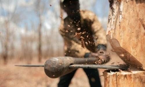 На территории Хортицкого лесничества выявлено незаконную вырубку деревьев