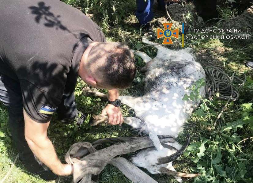 В Запорожской области спасли козу, которая упала в колодец (ФОТО)