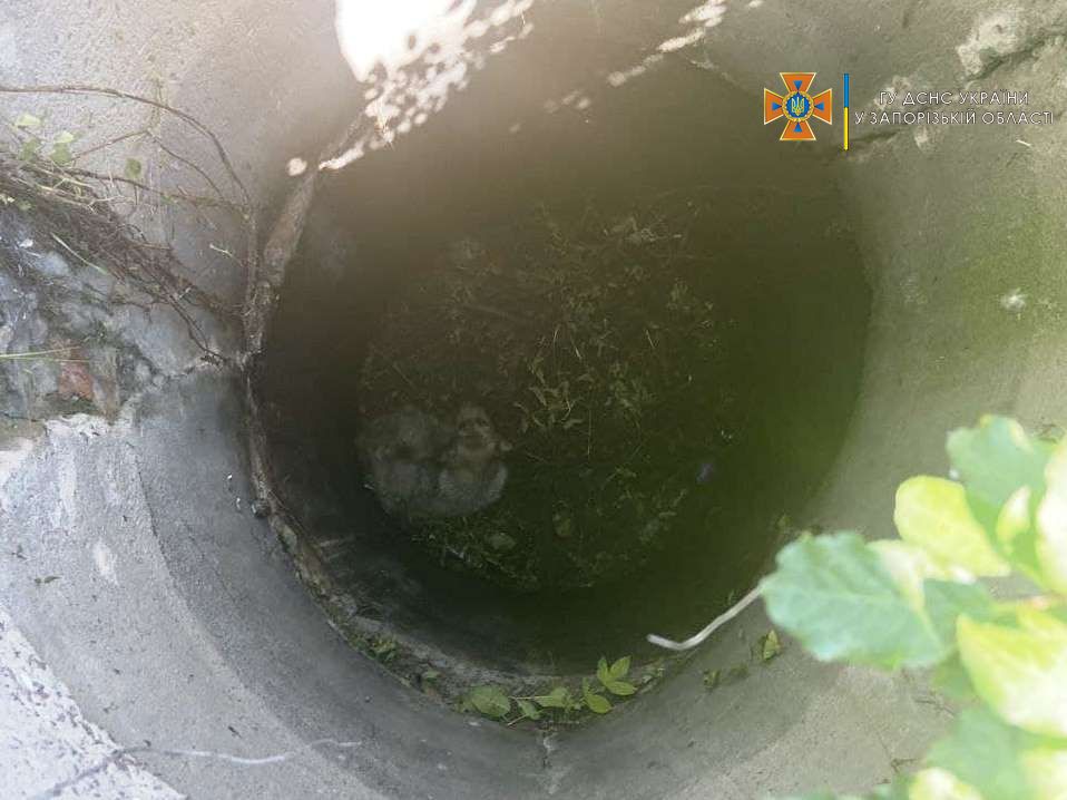 В Запорожской области из канализационного колодца спасатели вытащили собаку (ФОТО)