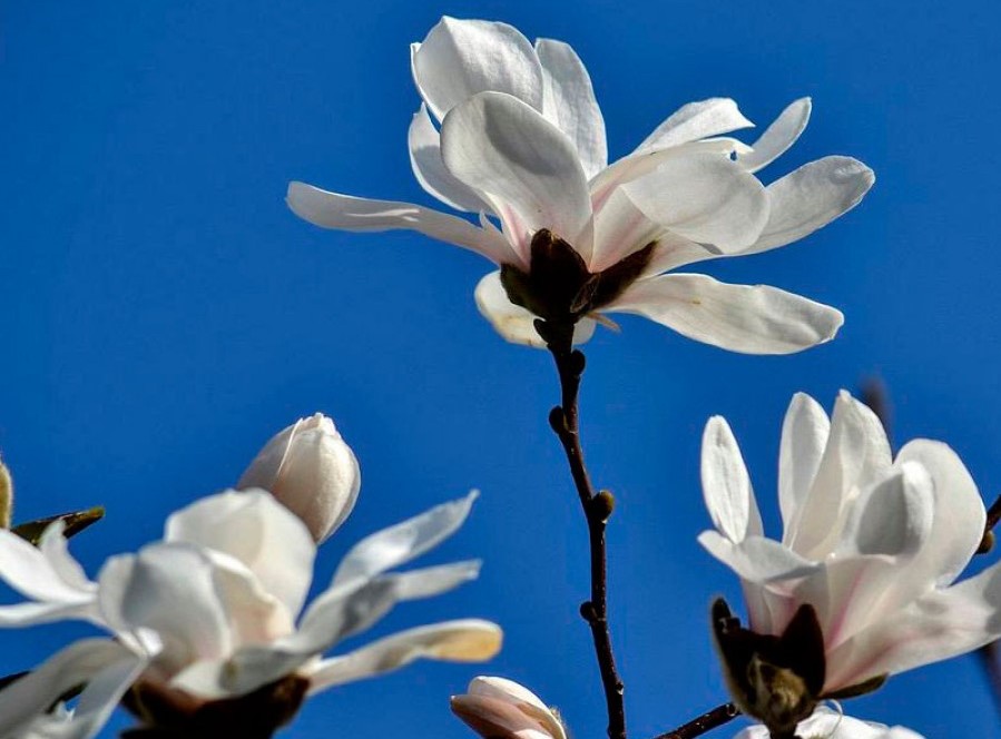 Природа не перестает удивлять: в Запорожском ботаническом саду второй раз за год расцветает магнолия (ФОТО)