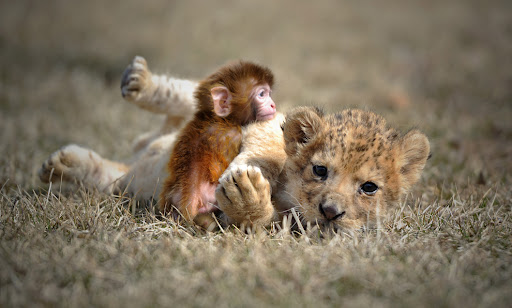 В зоопарке Запорожский области показали дружбу обезьянки и львёнка (ВИДЕО)