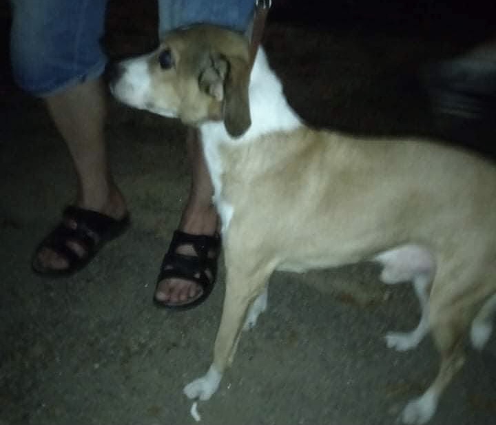В Запорожье собаку спасли от смерти: пьяный хозяин подвешивал животное к дереву (ФОТО)