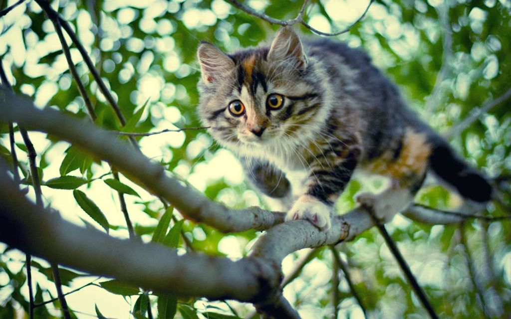 В Мелитополе спасли кота, который взобрался на высокое дерево (ФОТО)