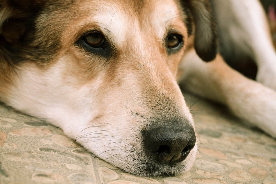 В Запорожской области спасли собаку, которая провалилась в коллектор (ФОТО)