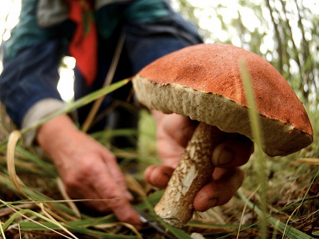 В Энергодаре мужчина и 13-летний мальчик отравились грибами