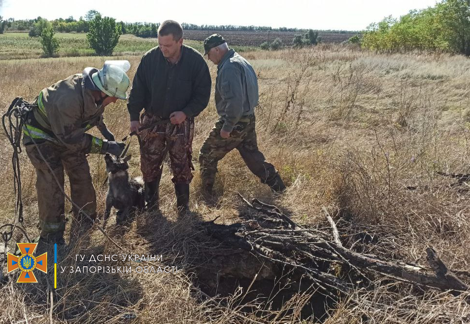 В Запорожской области спасли собаку, которая упала в колодец
