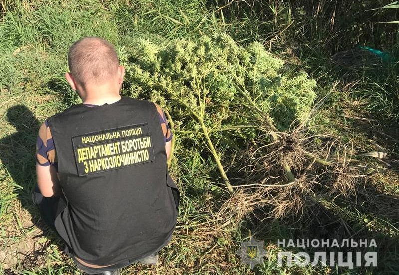 В Запорожской области оперативники обнаружили посевы конопли на 500 тысяч гривен (ФОТО)