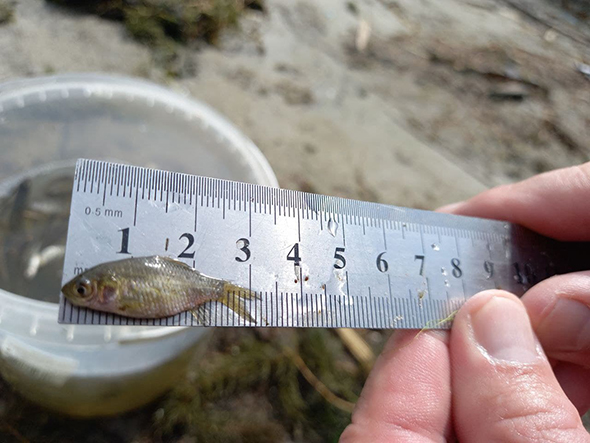 В акватории Каховского водохранилища начались исследования молодняка рыб