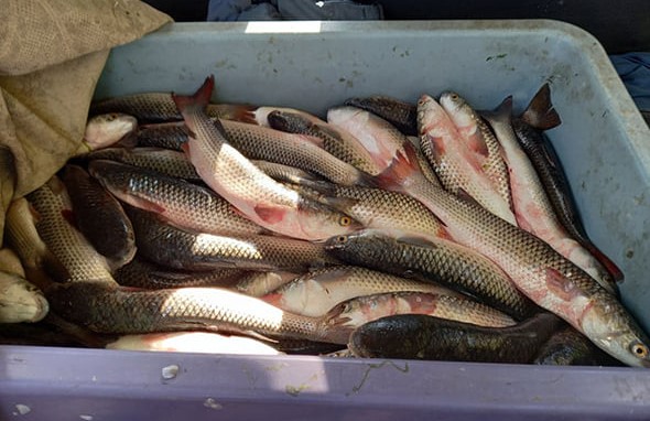 В Запорожской области изъяли более 650 кг рыбы, которую незаконно продавали на рынках (ФОТО)