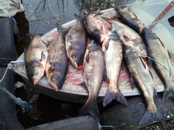 В Запорожской области мужчина незаконно наловил 60 килограмм рыбы на сумму более 36 тысяч гривен (ФОТО)