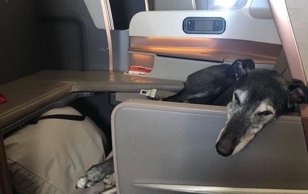 Собака облетела полмира в бизнес-классе самолета (ФОТО)