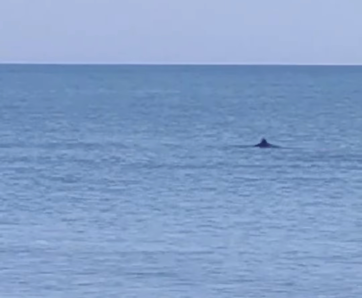 Пока нет клёва: кирилловских рыбаков развлекали дельфины (ВИДЕО)