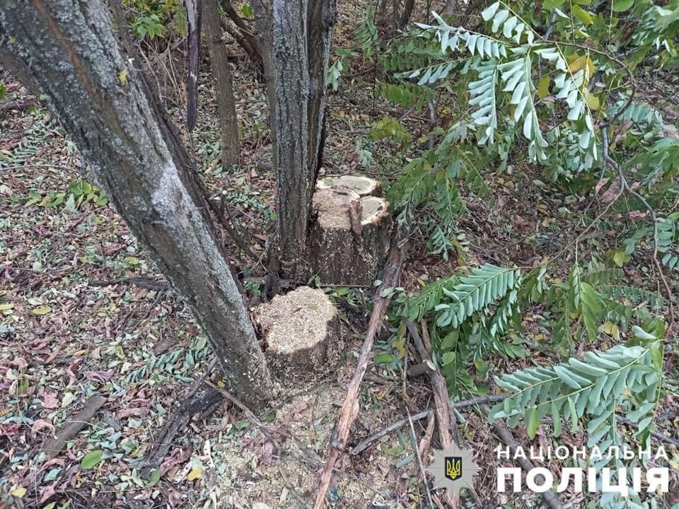 В Запорожской области лесорубы пилят молодые деревья (ФОТО)