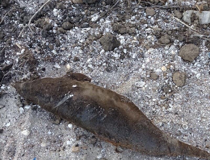 На берегу Азовского моря в Мелитопольском районе обнаружено трех мертвых дельфинов (ФОТО)