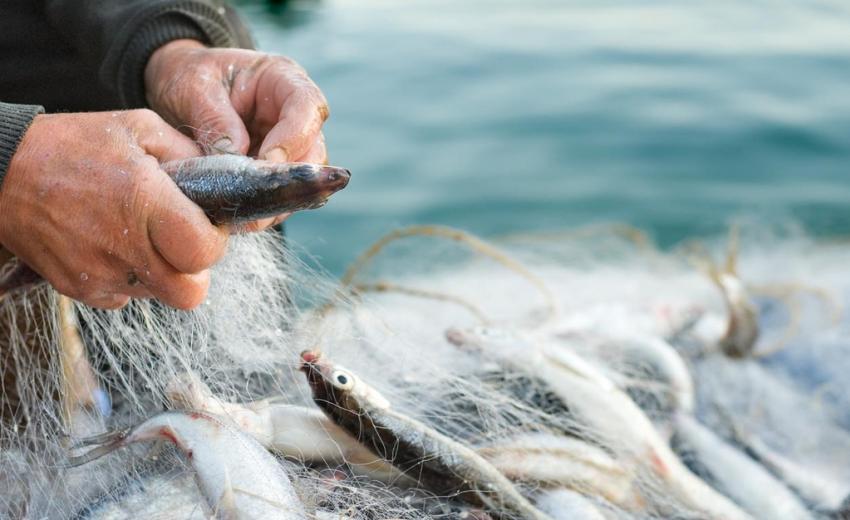 В Запорожской области засудили браконьера за незаконный вылов креветки и рыбы