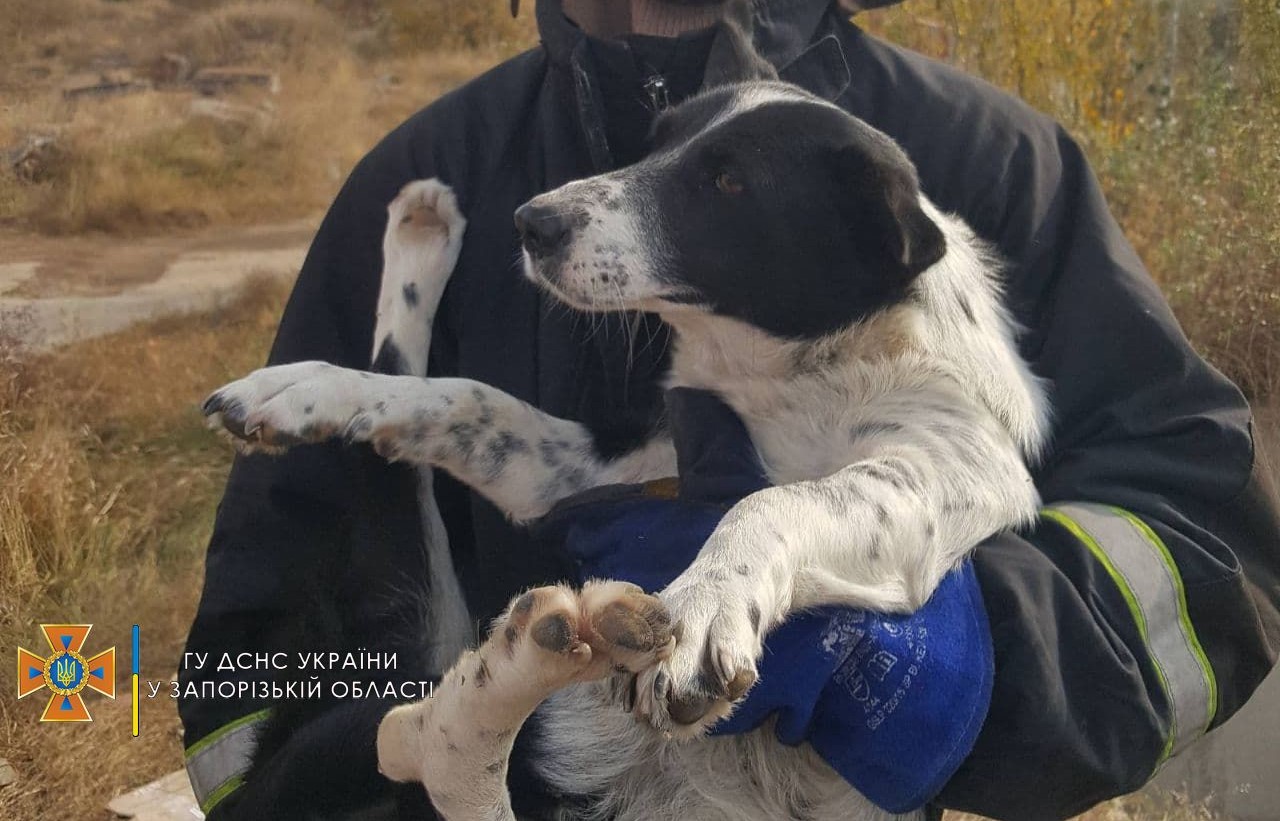 В Бердянске спасли собаку, которая упала в глубокую яму (ФОТО)