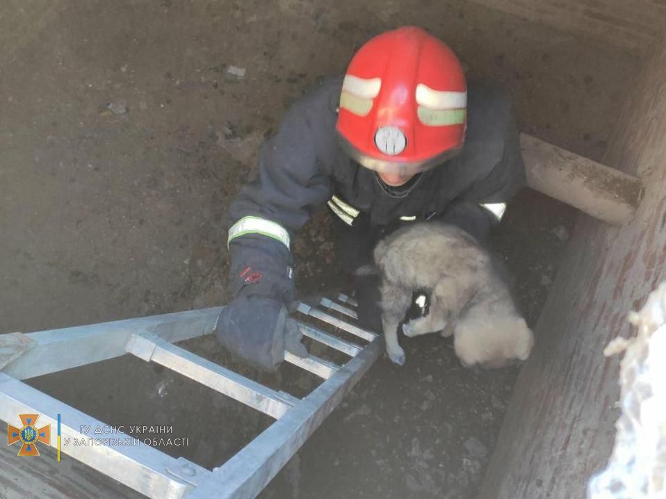 В Запорожской области спасатели достали щенка, упавшего в яму (ФОТО)