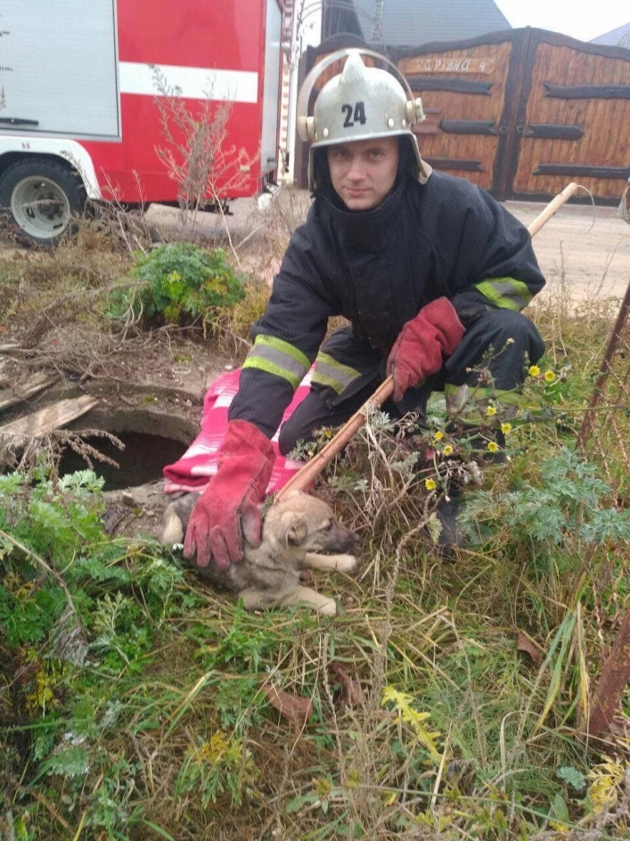 В Запорожской области спасли пса, который упал в водопроводный колодец (ФОТО)