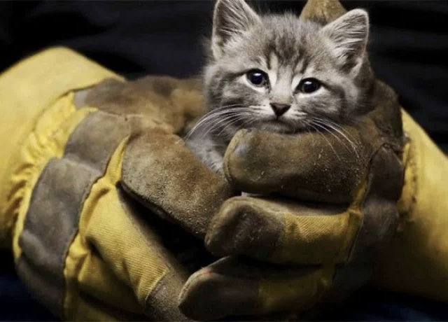 В Запорожье из сточной ямы спасатели вытащили котёнка: видео спасения