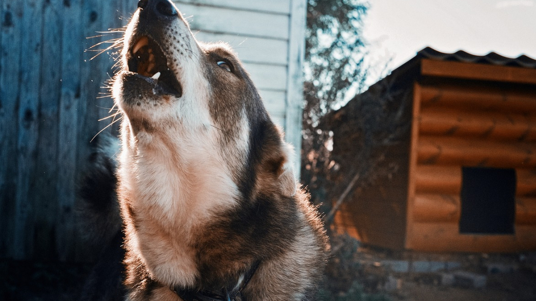 В Запорожье семейная пара морила голодом и избивала четырёх собак: полиция отреагировала на обращение зоозащитников