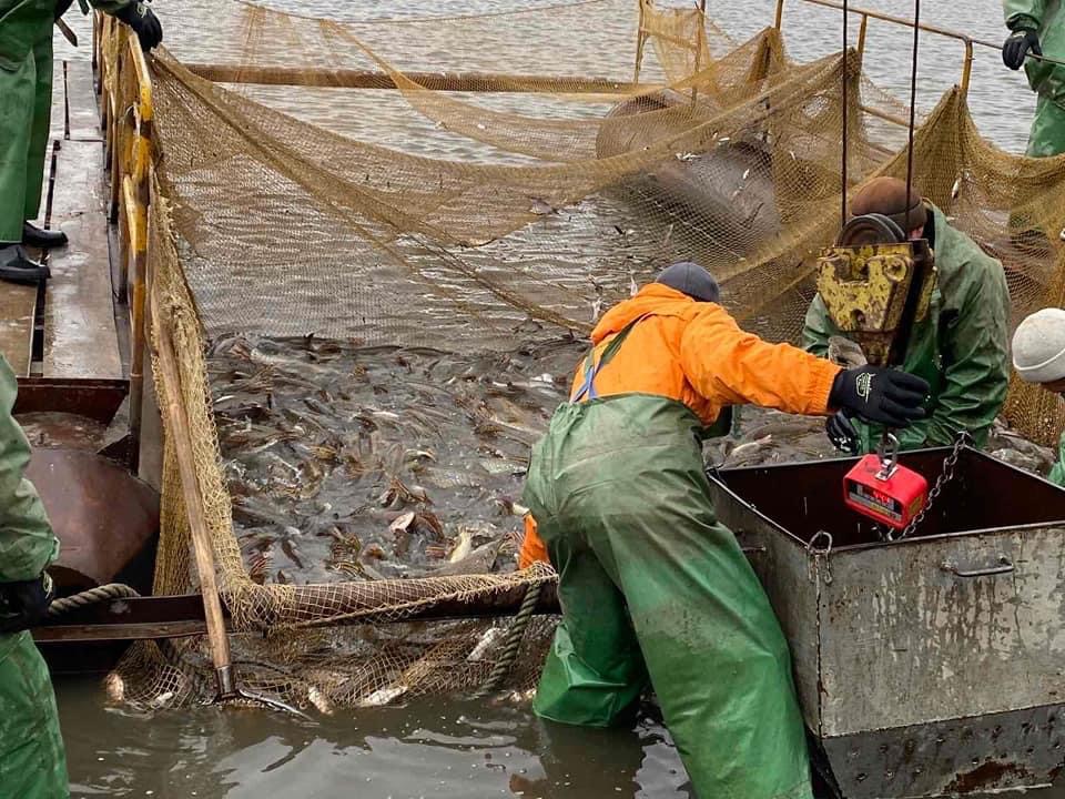 В залив реки Вольнянка в Запорожской области выпустили 10 тонн рыбы (ФОТО)