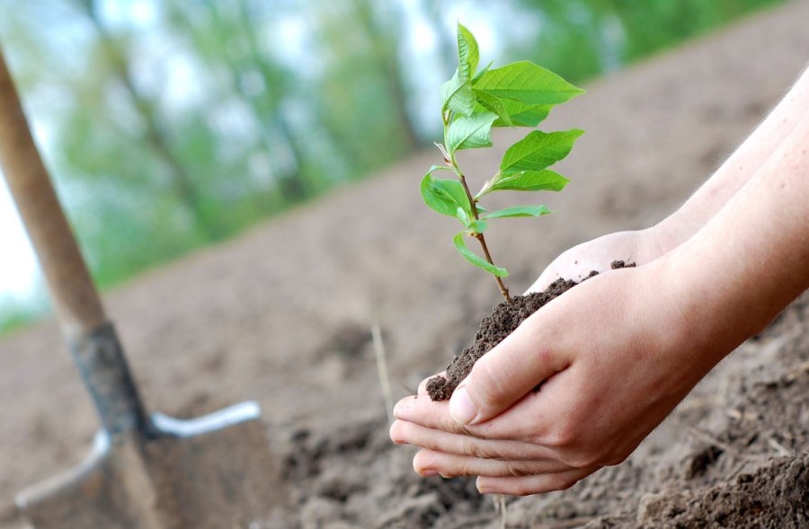 В Запорожской области высадили более 4 миллионов деревьев