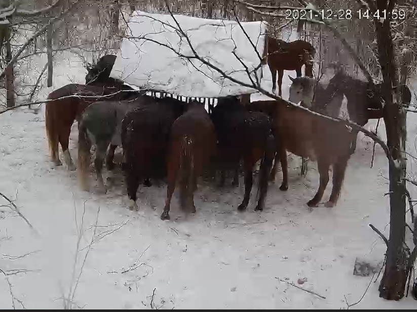Больше десятка лошадей пришли подкрепиться к кормушке на Хортице (ВИДЕО)