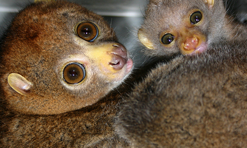 В зоопарке Запорожской области маленькие приматы, которые ведут ночной образ жизни, показались утром (ФОТО)