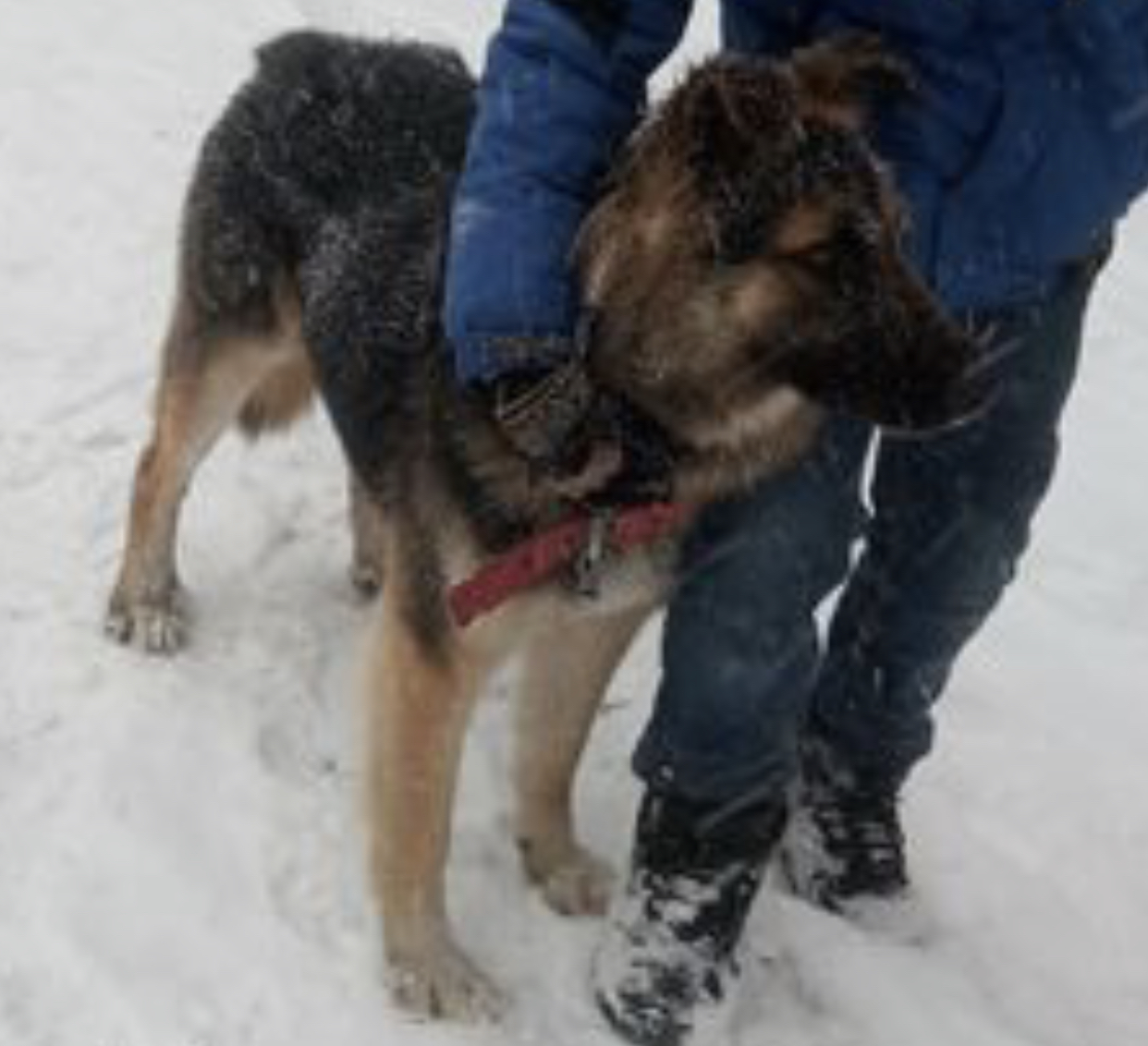 Очевидцами убийства щенка в Запорожье стали несколько несовершеннолетних: живодер найден