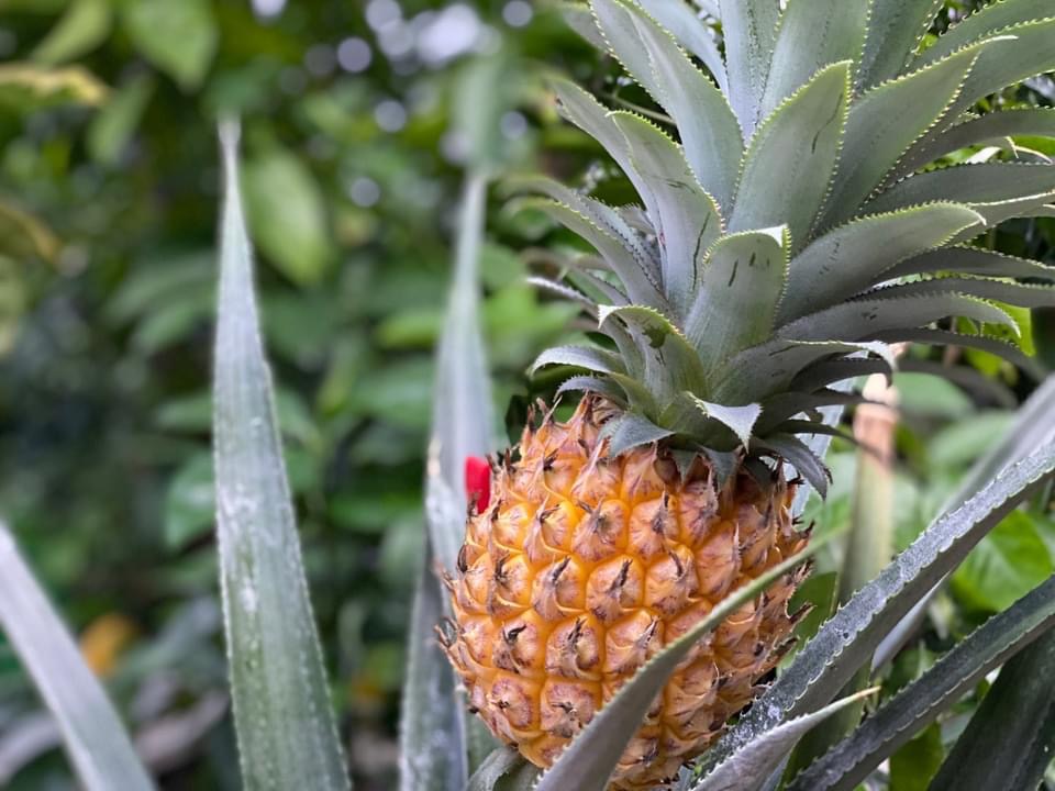 В саду у жительницы Запорожья впервые созрел ананас (ФОТО)
