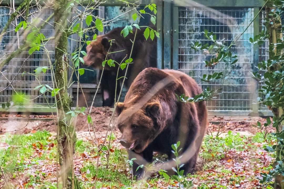 Переехавшие в нидерландский зоопарк запорожские медведи вышли из карантина (ФОТО, ВИДЕО)