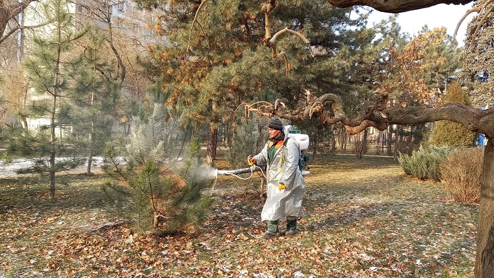 Неприятный запах и головная боль: в Запорожье коммунальщики опрыскивают хвойные деревья антивандальным спецраствором (ФОТО)