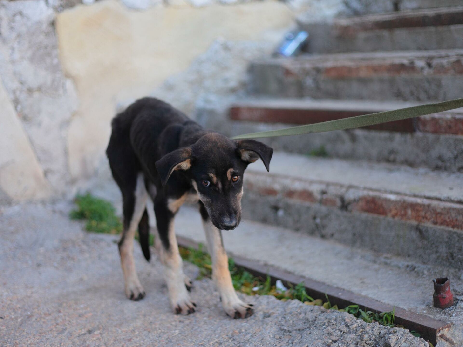 Семейная пара в Запорожье морила голодом и избивала четырёх собак: что решил суд