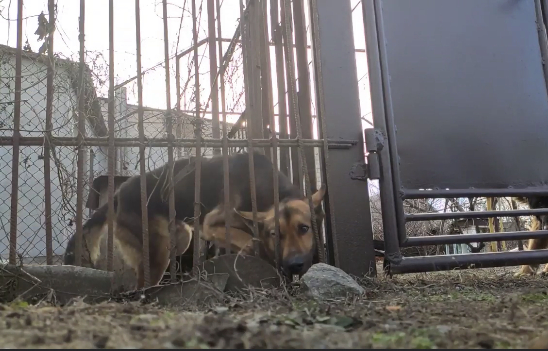 В Запорожской области мужчина морит голодом собак (ФОТО)
