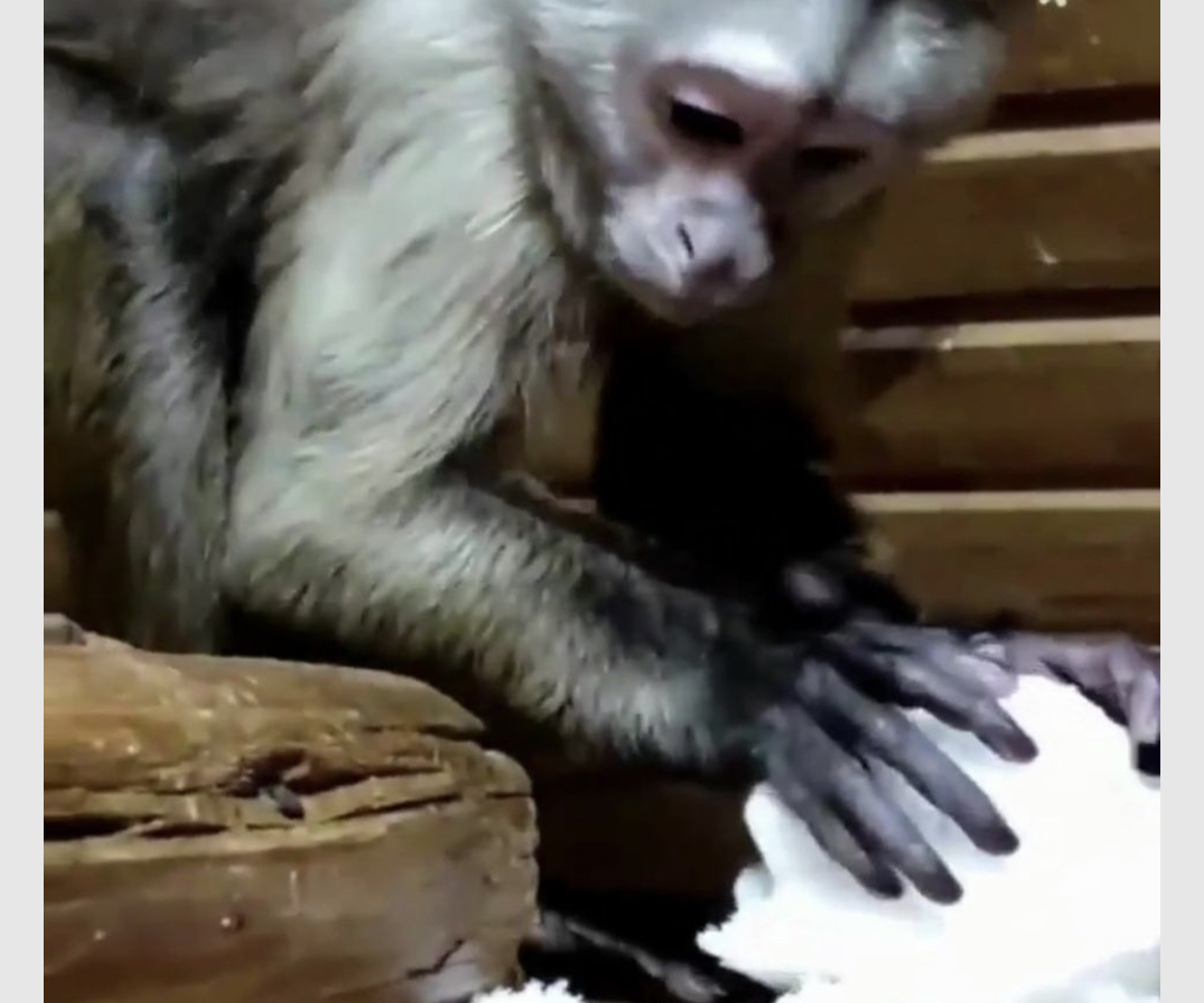 В бердянском зоопарке обезьяна лепит снежки (ВИДЕО)