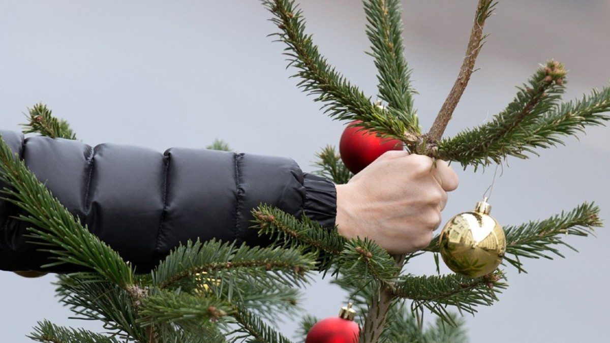 В Запорожье утилизируют новогодние елки (ФОТО)
