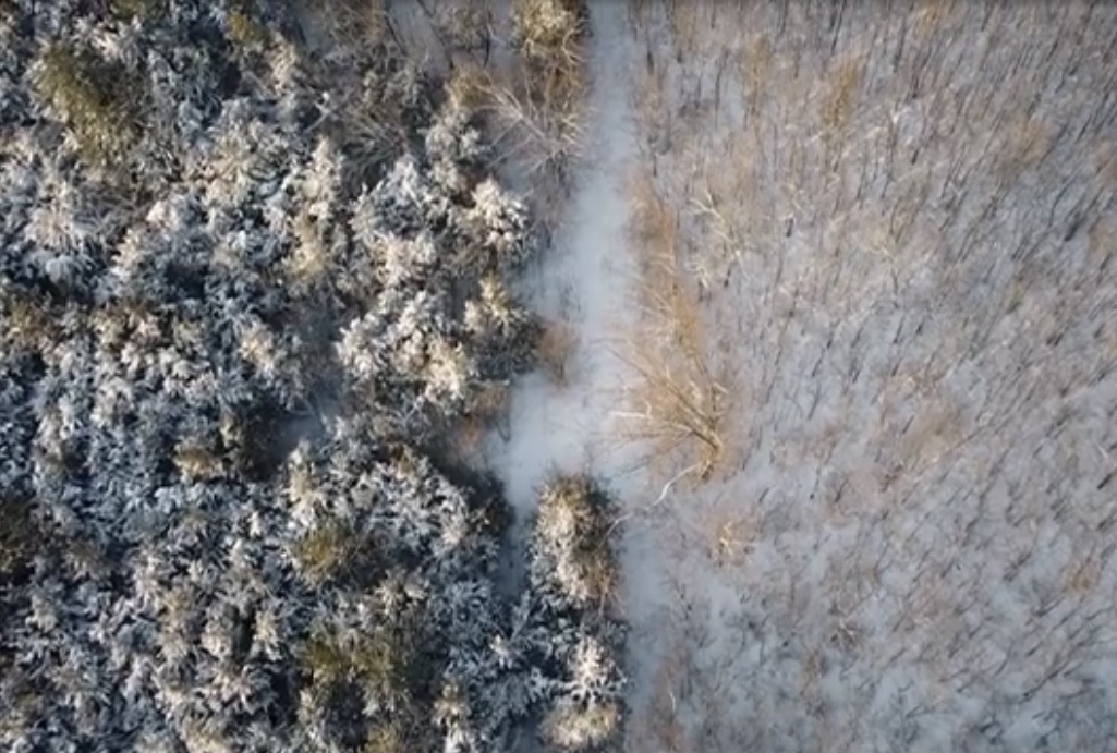 «Напоминает сказку»: как выглядит заповедник, один из старых лесов Украины в Запорожской области под снегом (ВИДЕО)