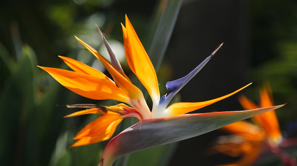 Запорожанка поделилась фото цветения необычного растения “Райская птица” (ФОТО)