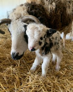 В мелитопольском зоопарке родился малыш редкой четырехрогой овцы 