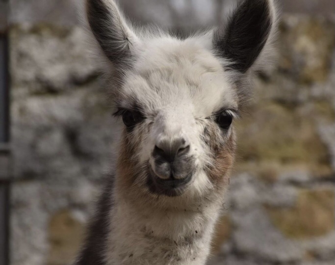 В бердянском зоопарке на свет появился детеныш ламы: ему придумывают имя (ФОТО)