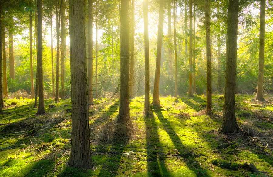В Запорожской области в частную собственность незаконно передали большой участок леса
