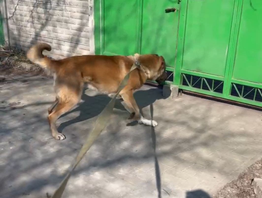 «Она тренируется»: житель Запорожья объяснил, зачем привязал собаку к машине (ВИДЕО)