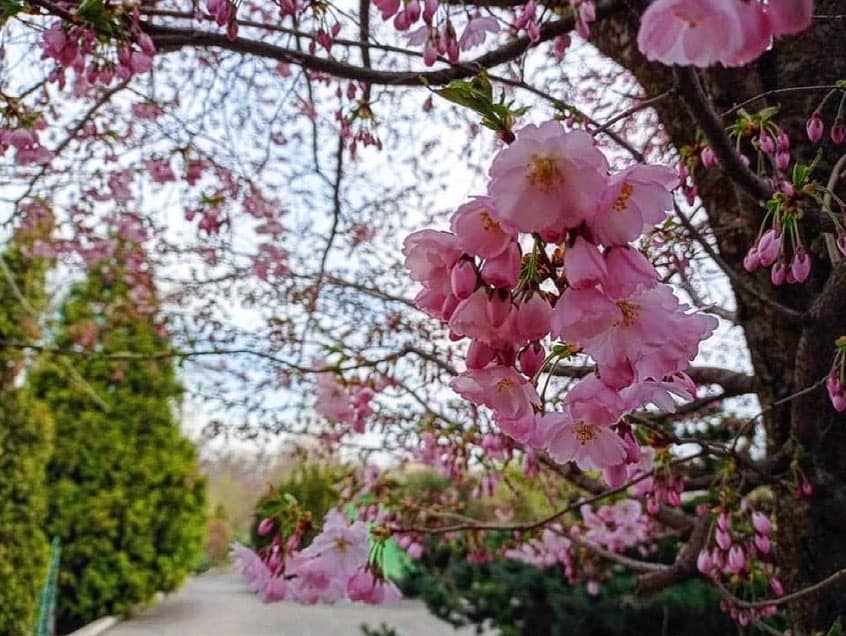 Магнолія, сакура та форзиція: у ці нелегкі часи Запорізький ботсад тішить знімками весняних квітів (ФОТО)
