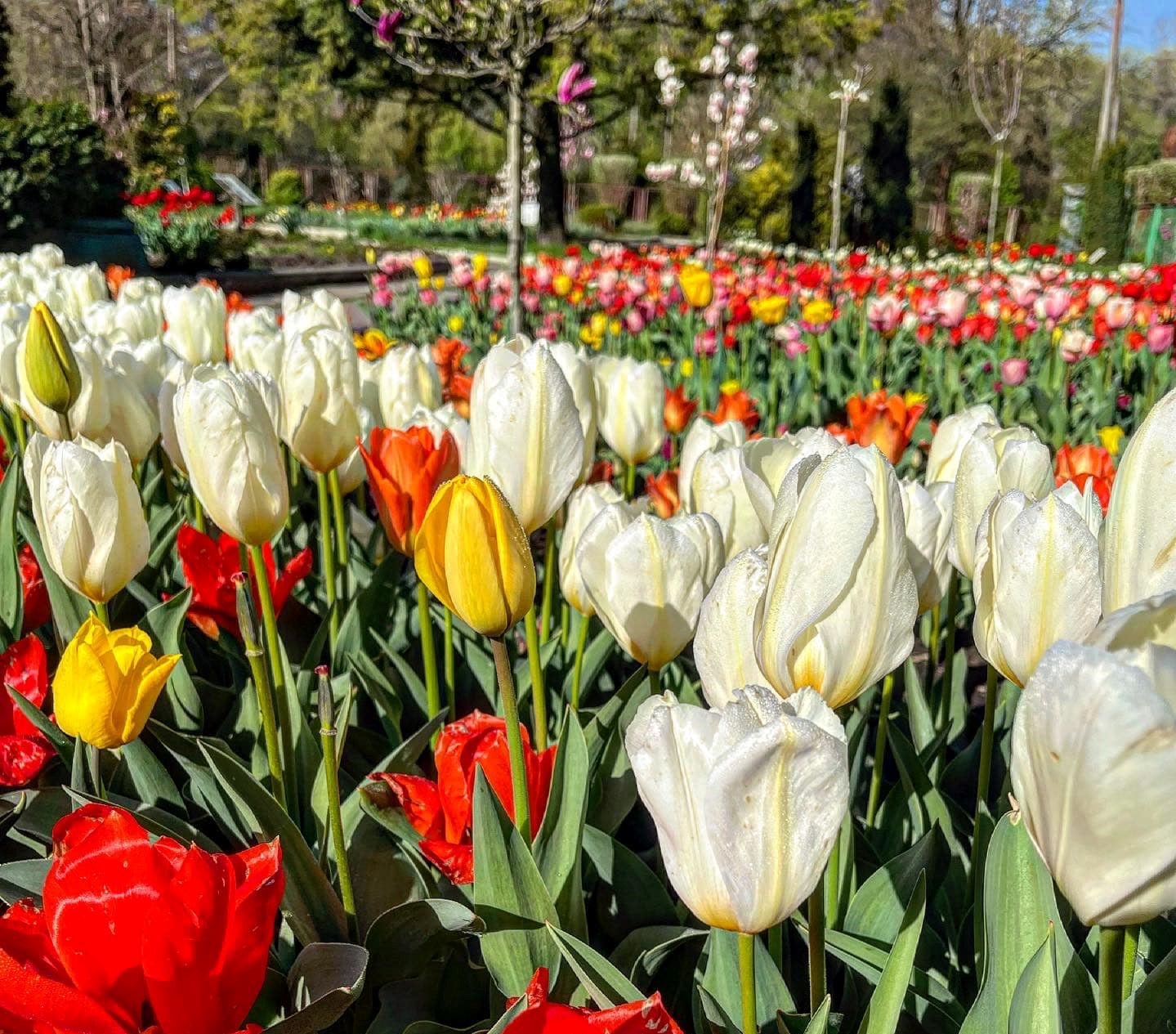 У запорізькому ботанічному саду рясно квітнуть різнобарвні тюльпани (ФОТО)