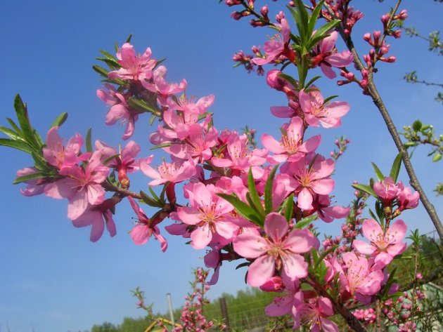На Хортиці квітне степовий мигдаль (ФОТО)